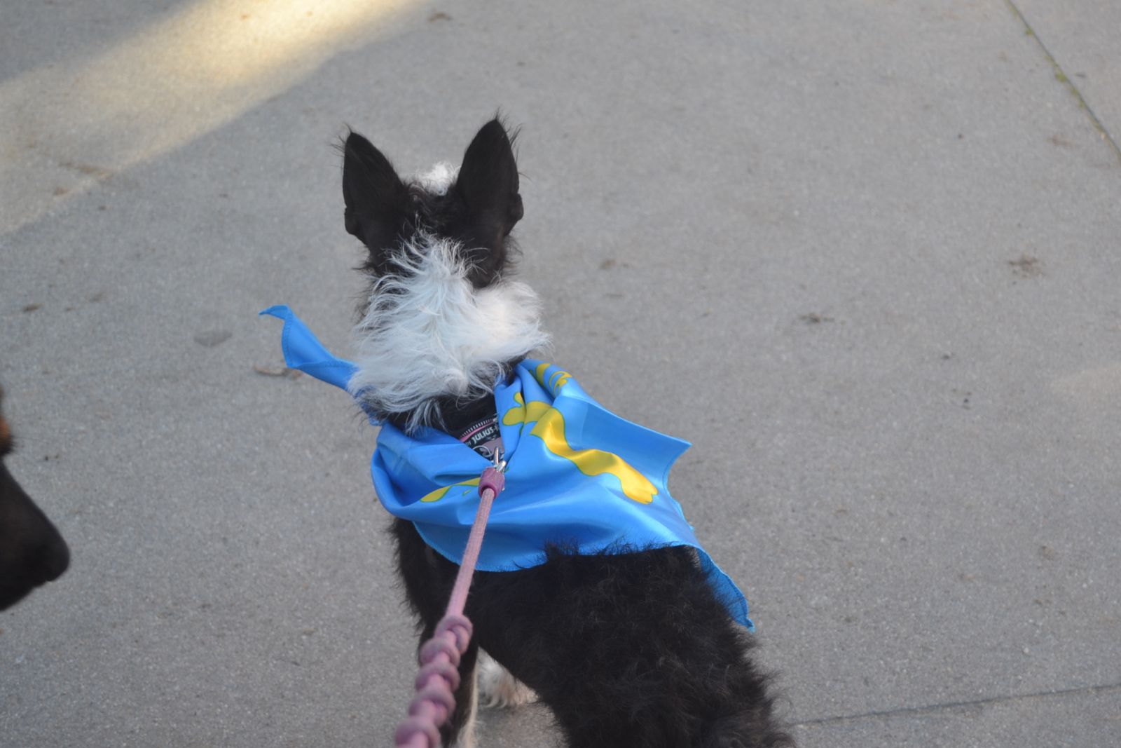 cani cross valladolid